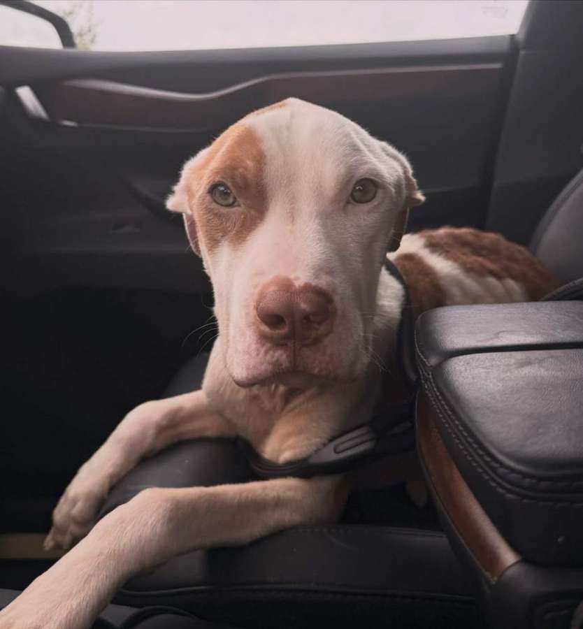 Beau