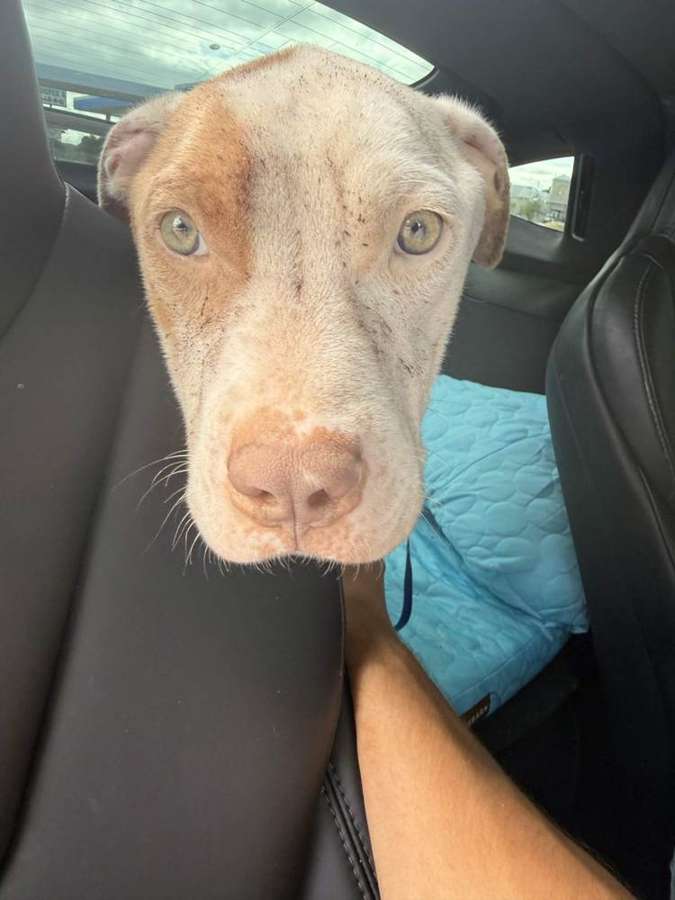 Beau