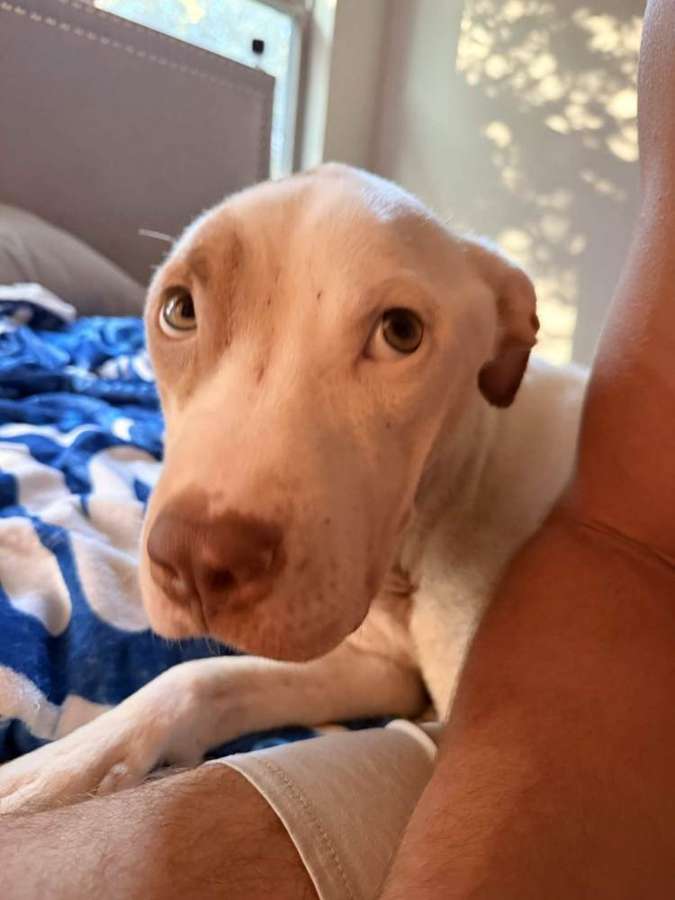 Beau
