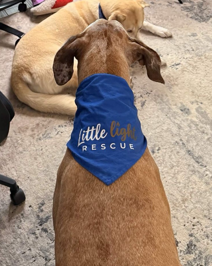 A dog wearing a blue Little Light Rescue bandana