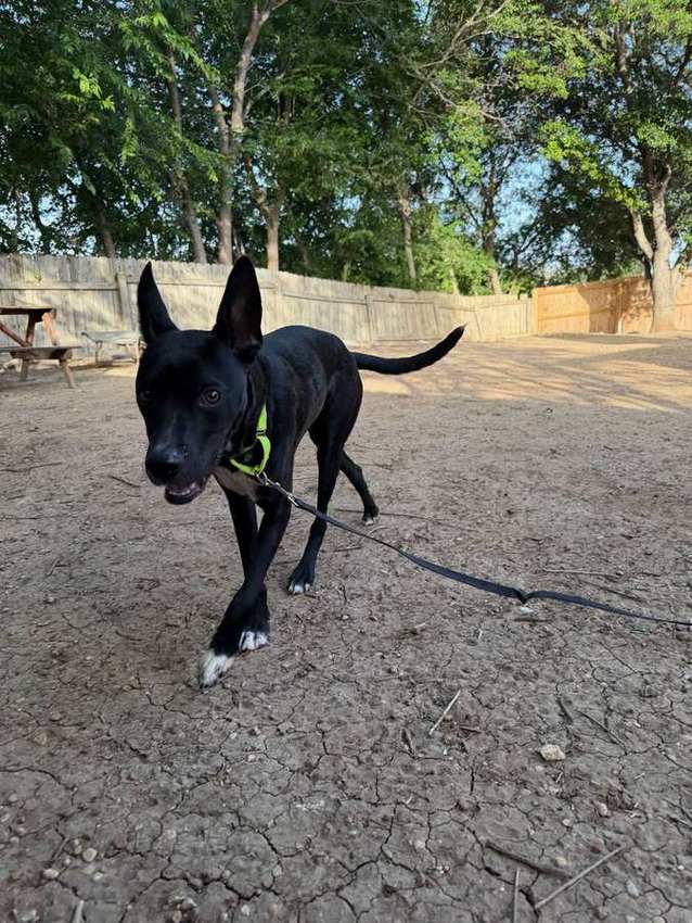 Koa