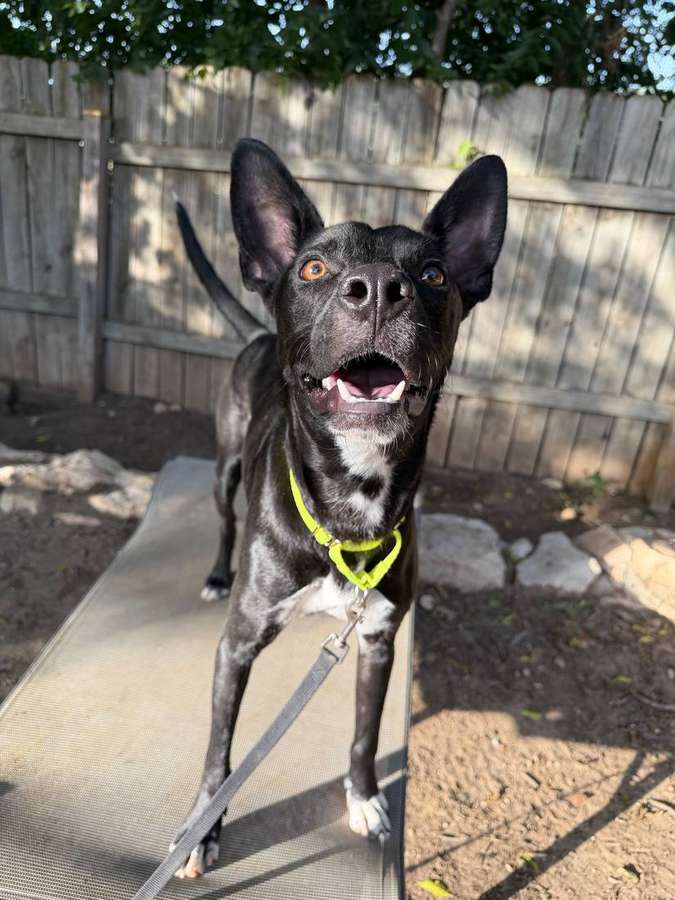 Koa