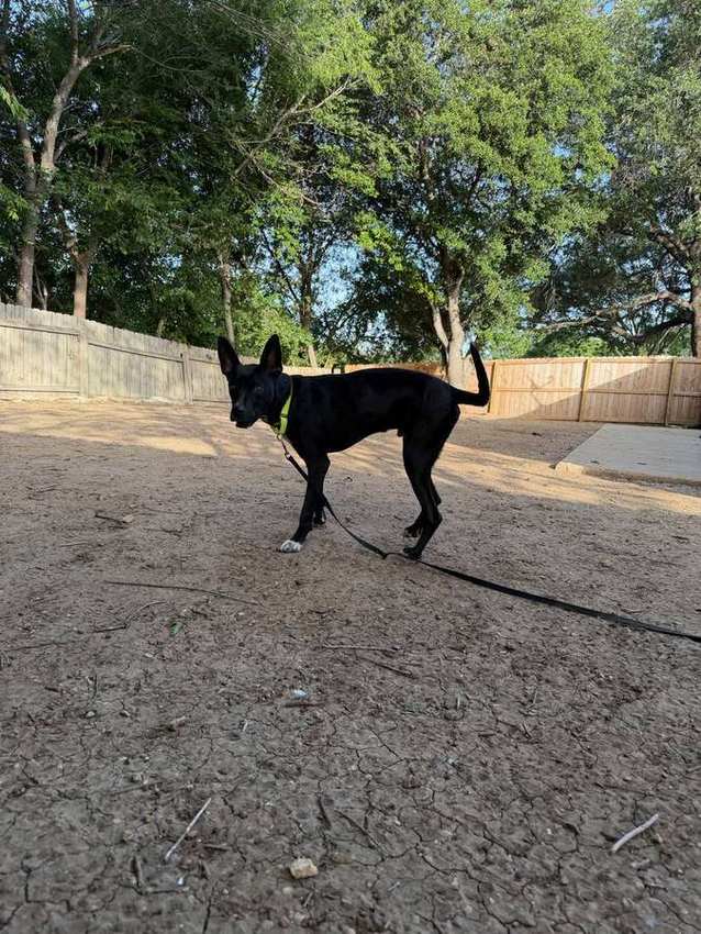 Koa