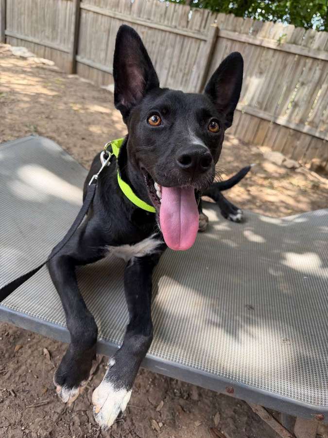 Koa