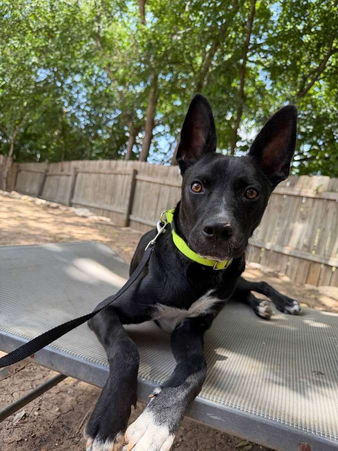 Koa
