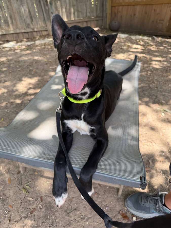 Koa