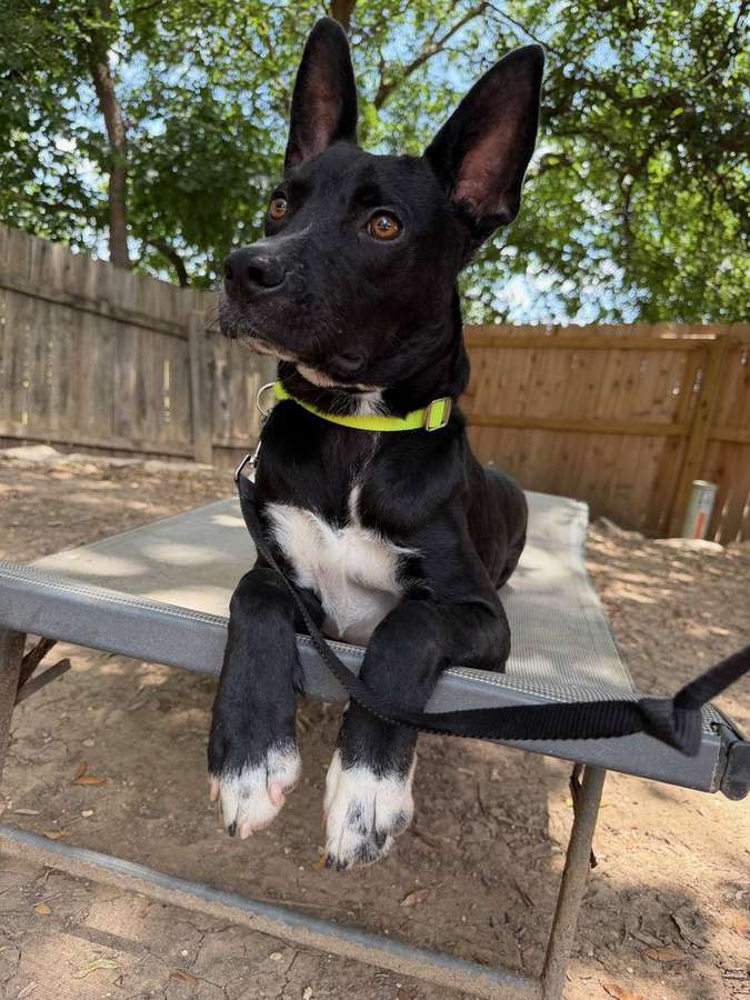 Koa