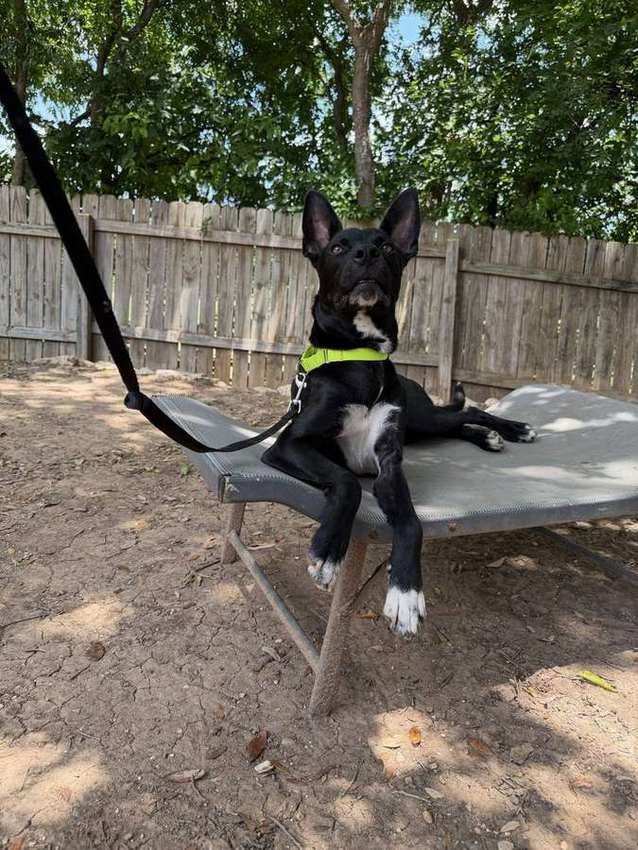 Koa